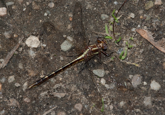 Gomphus lividus Gomphidae