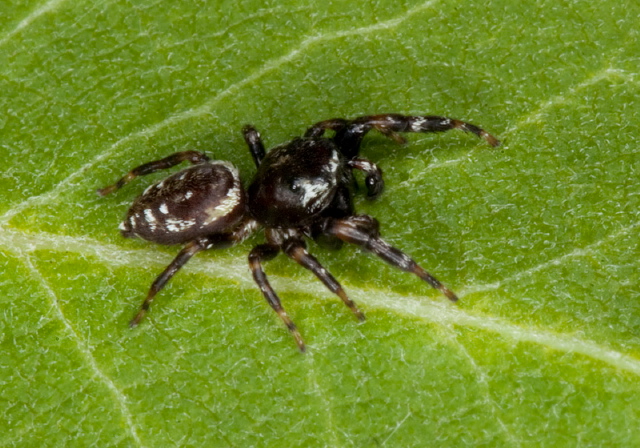 Paraphidippus aurantius Salticidae