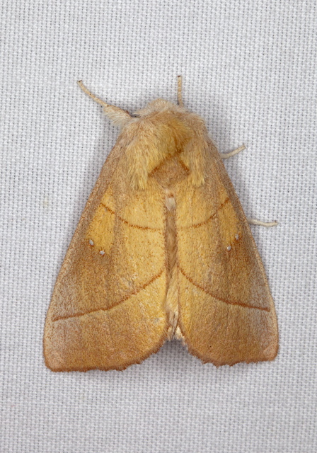 Nadata gibbosa Notodontidae