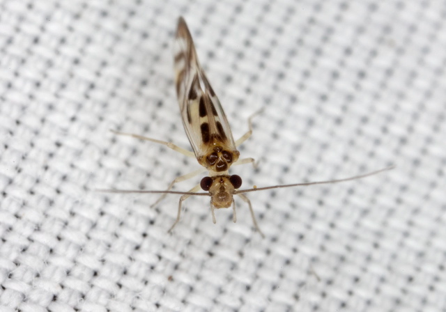 Graphopsocus cruciatus Stenopsocidae