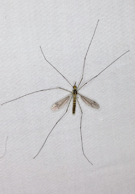 Nephrotoma virescens Tipulidae