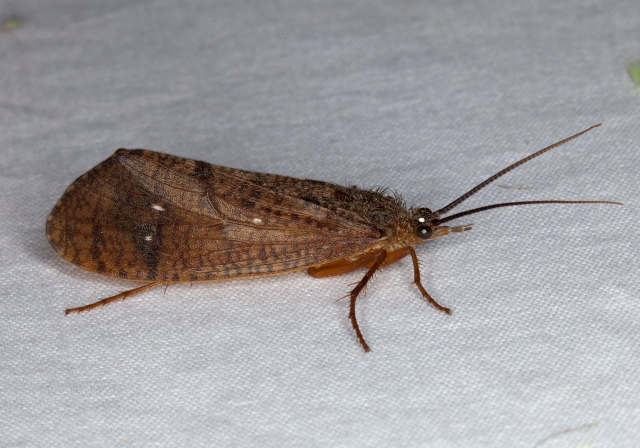 Ptilostomis sp. Phryganeidae