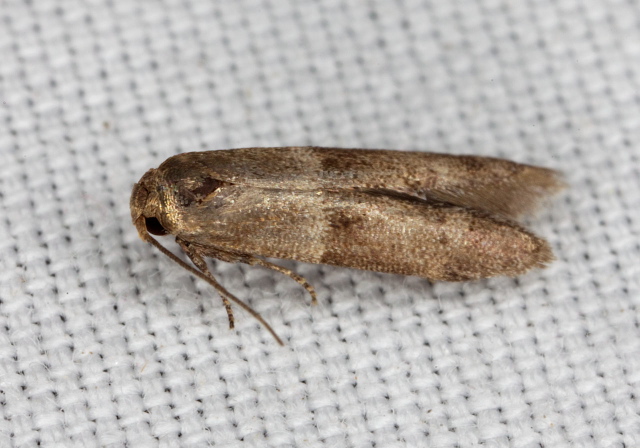 Pigritia sp. Coleophoridae