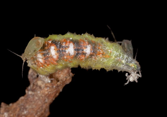   Syrphidae
