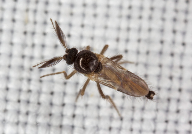 Forcipomyia sp. Ceratopogonidae