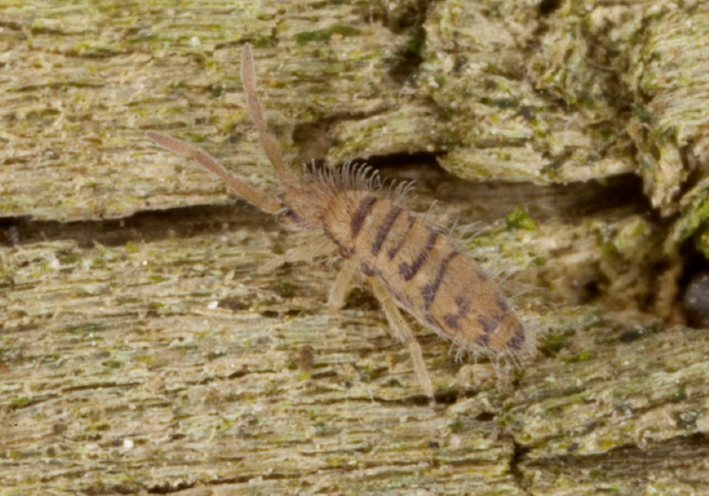 Entomobrya multifasciata Entomobryidae