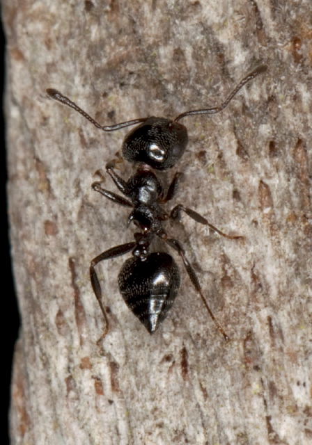 Crematogaster sp. Formicidae