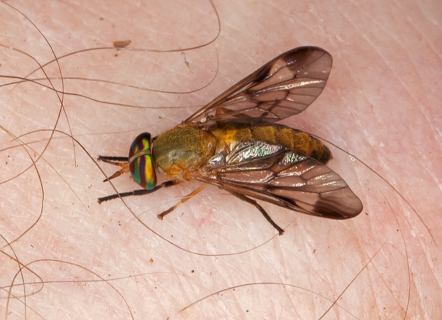 Diachlorus ferrugatus Tabanidae