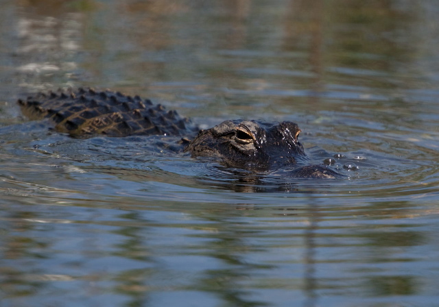 Alligator mississippiensis Alligatoridae