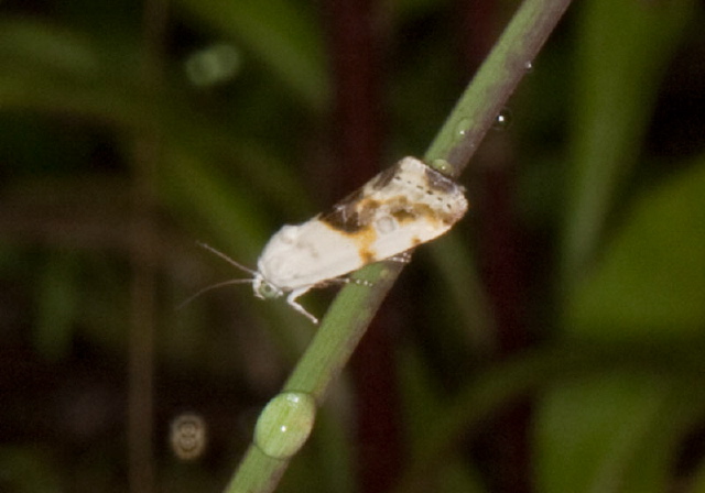 Ponometia candefacta Noctuidae