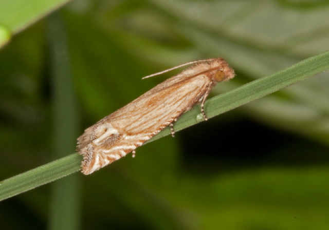 Eucosma cataclystiana Tortricidae