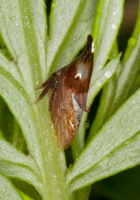 Campylenchia latipes? Membracidae