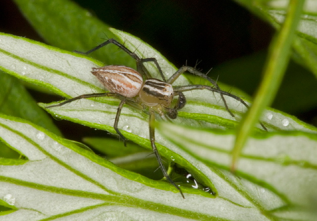 Oxyopes salticus Oxyopidae