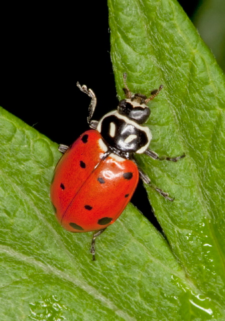 Hippodamia convergens Coccinellidae