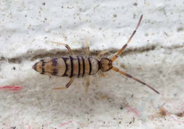 Entomobrya atrocincta Entomobryidae
