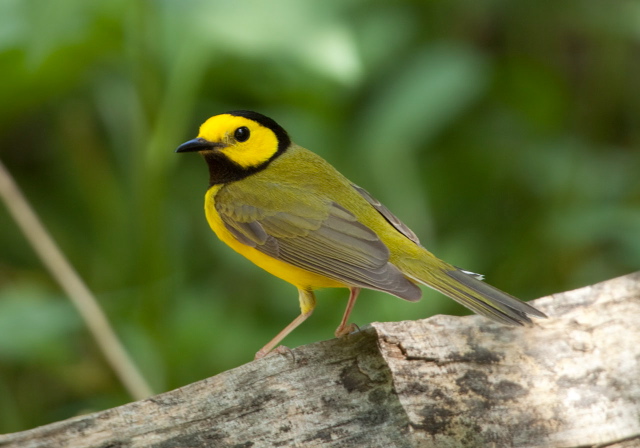 Wilsonia citrina Parulidae