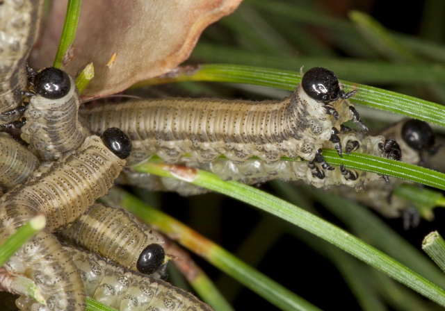 Neodiprion sertifer Diprionidae