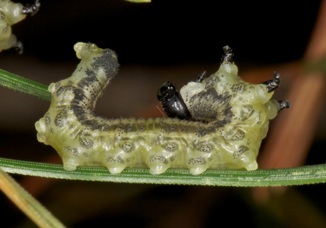 Neodiprion sertifer Diprionidae