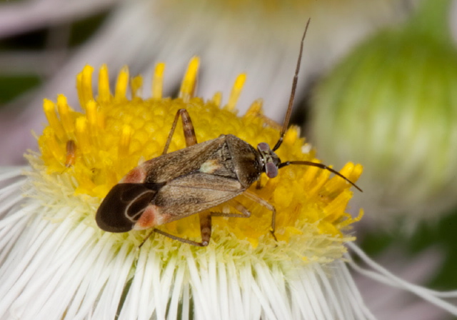 Polymerus basalis Miridae