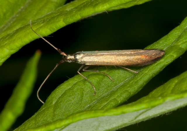 Coleophora sp. Coleophoridae