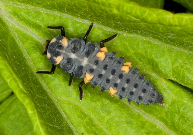 Coccinella septempunctata Coccinellidae