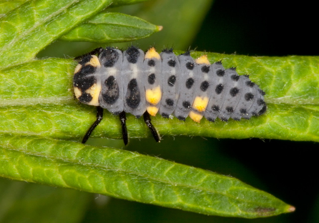 Coccinella septempunctata Coccinellidae