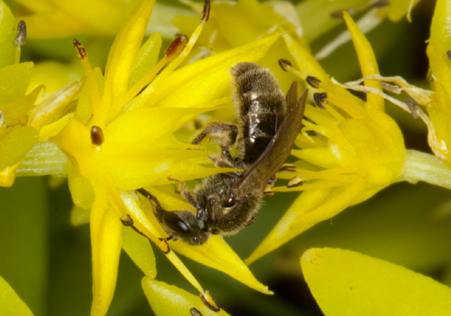 Lasioglossum (Dialictus) sp. Halictidae