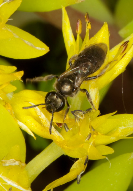 Lasioglossum (Dialictus) sp. Halictidae