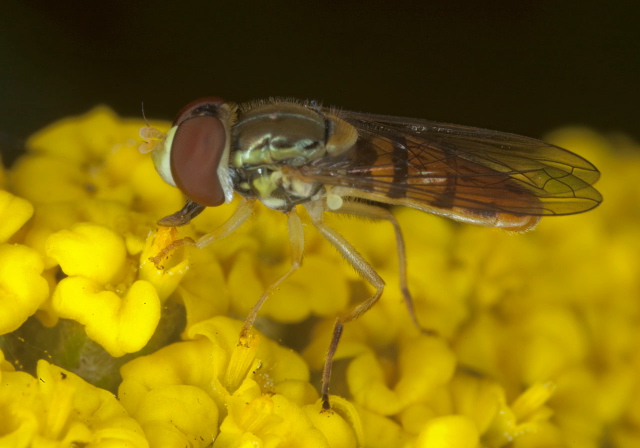 Toxomerus marginatus Syrphidae