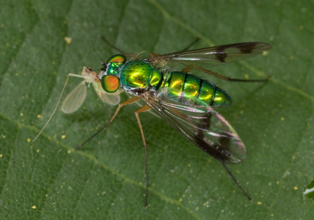 Condylostylus sipho group Dolichopodidae