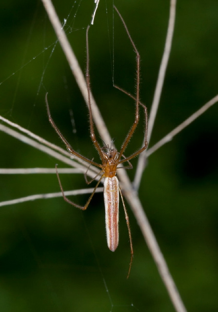 Tetragnatha straminea? Tetragnathidae