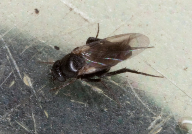 Borophaga sp. Phoridae