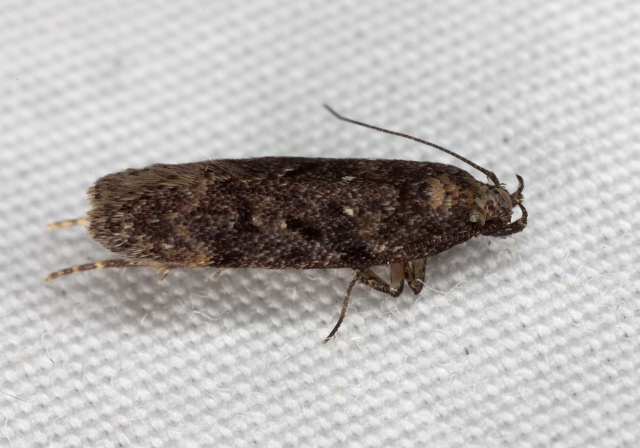 Chionodes sp.? Gelechiidae