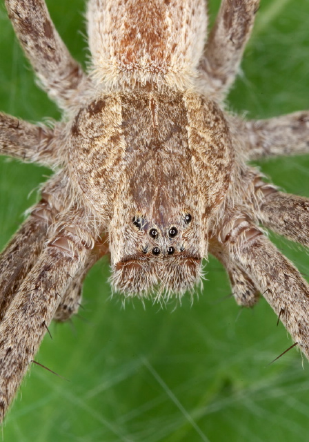 Pisaurina mira Pisauridae