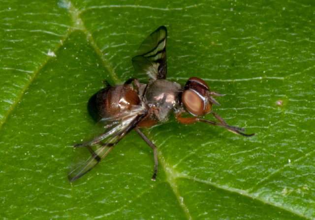 Rivellia colei or quadrifasciata? Platystomatidae