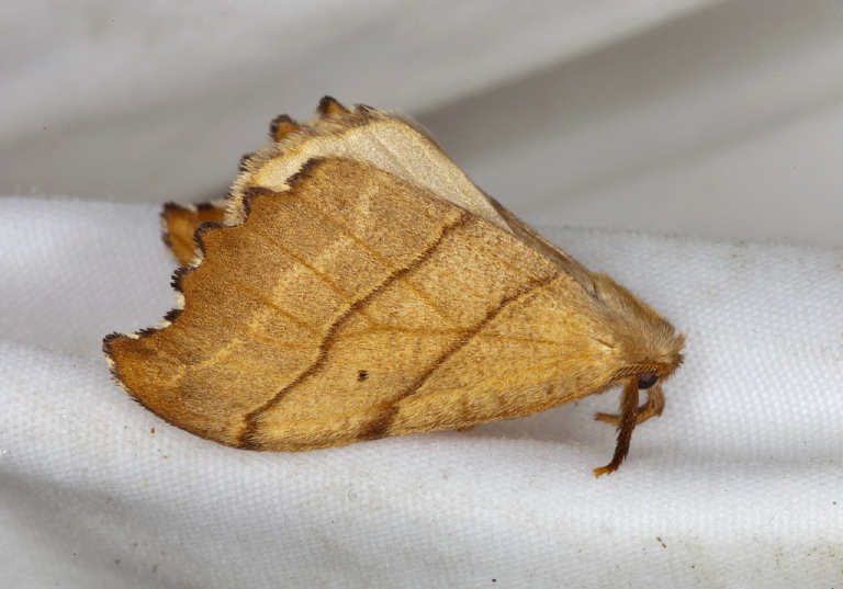 Drepana bilineata Drepanidae