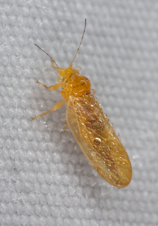   Psyllidae