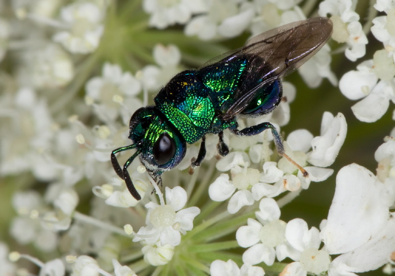 Euperilampus triangularis Perilampidae