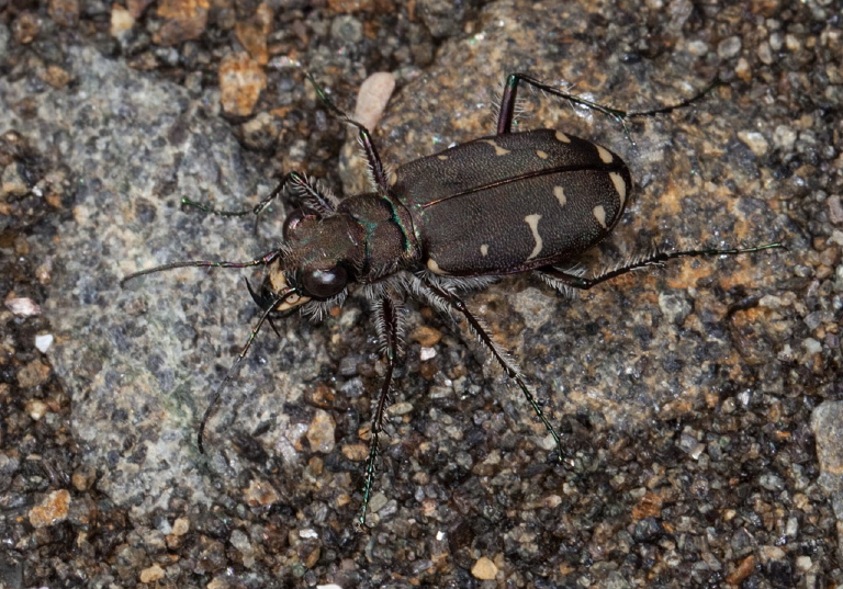 Cicindela duodecimguttata Carabidae