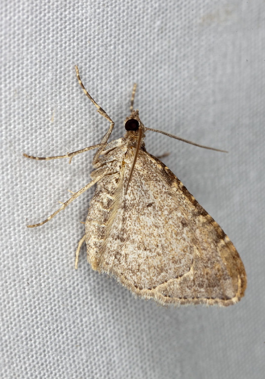 Orthonama obstipata Geometridae