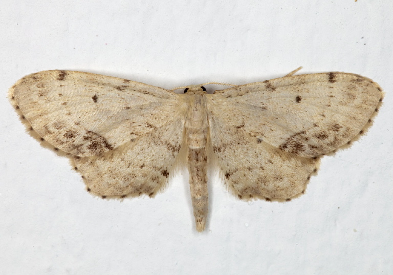 Idaea dimidiata Geometridae