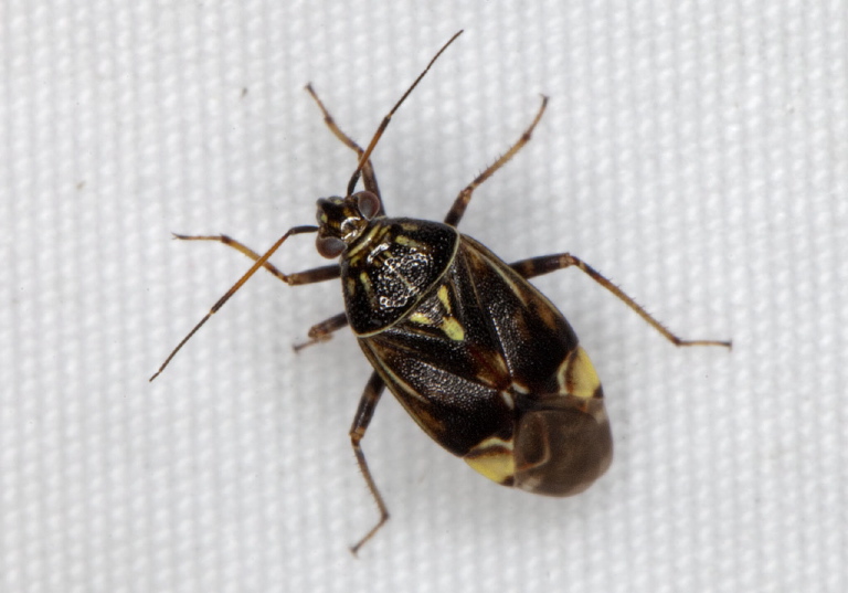 Lygus lineolaris Miridae
