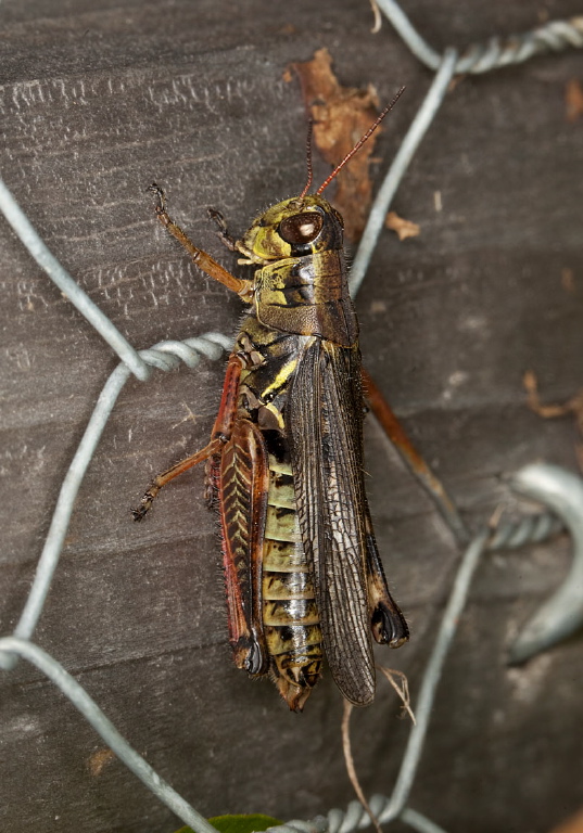 Melanoplus femurrubrum Acrididae