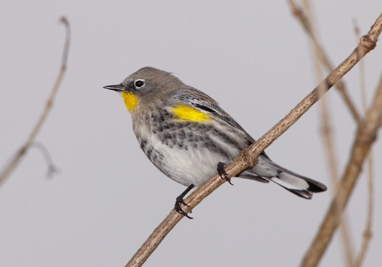 Dendroica coronata Parulidae