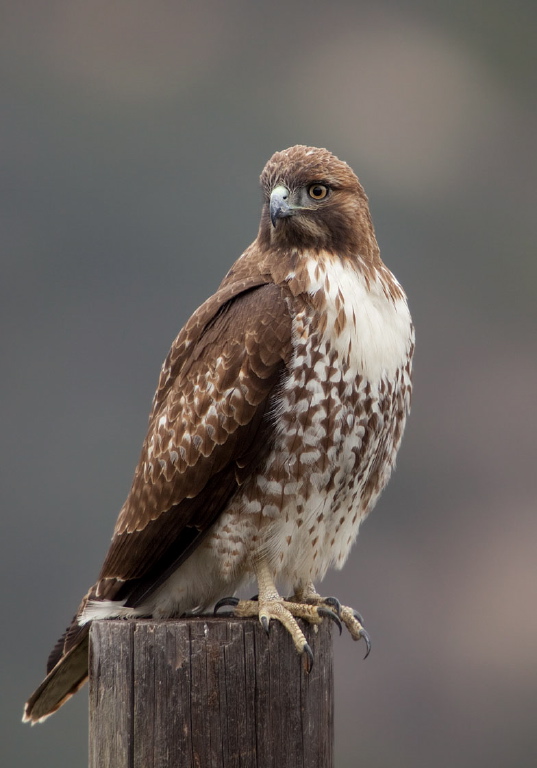 Buteo jamaicensis Accipitridae