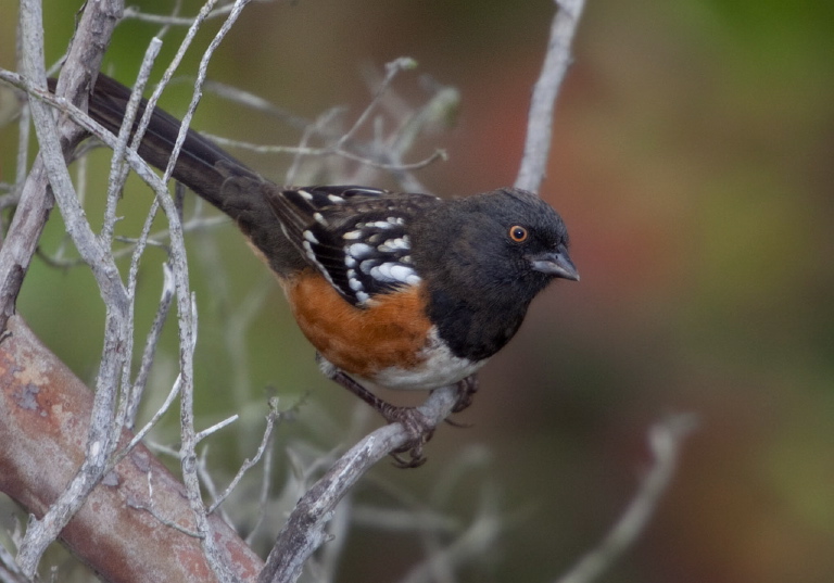 Pipilo maculatus Emberizidae