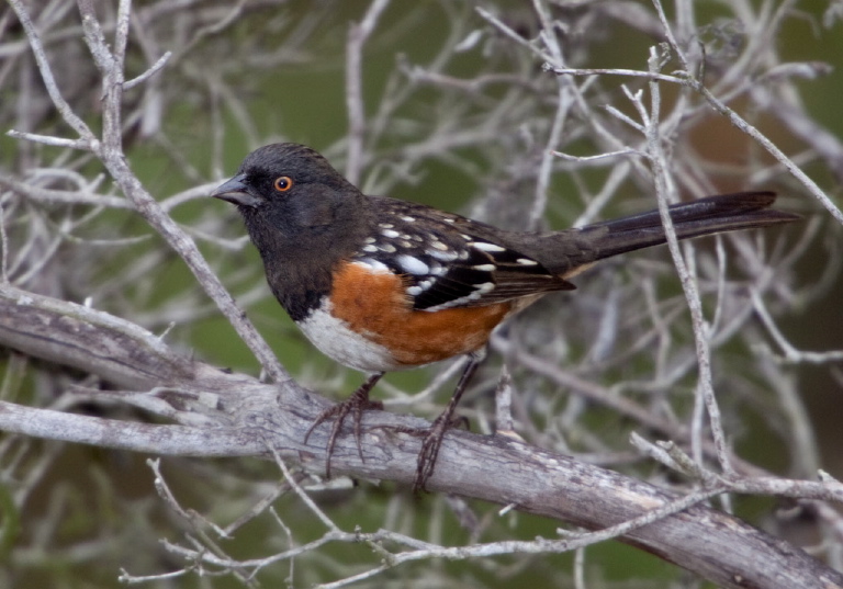 Pipilo maculatus Emberizidae