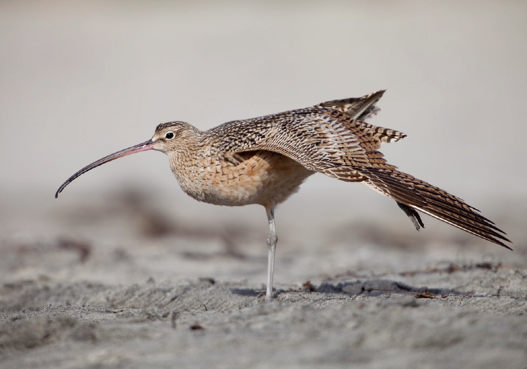 Numenius americanus Scolopacidae