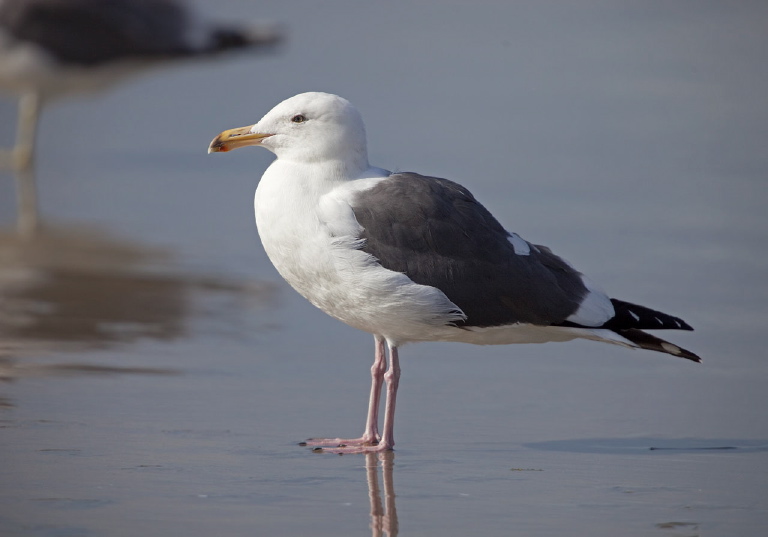 Larus occidentalis Laridae