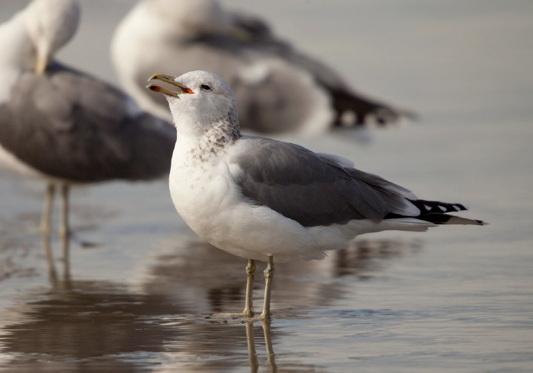 Larus californicus Laridae